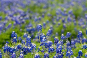 field of texas bluebonnet